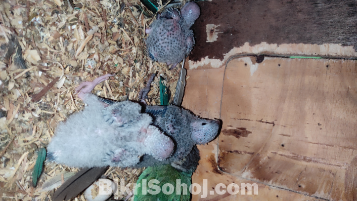 ব্লু কনুর টেম সাইজ বেবি ৫টি।